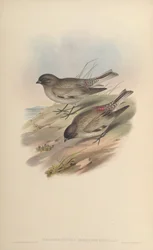 Montifringilla haematopygia = Leucosticte brandti haematopygia